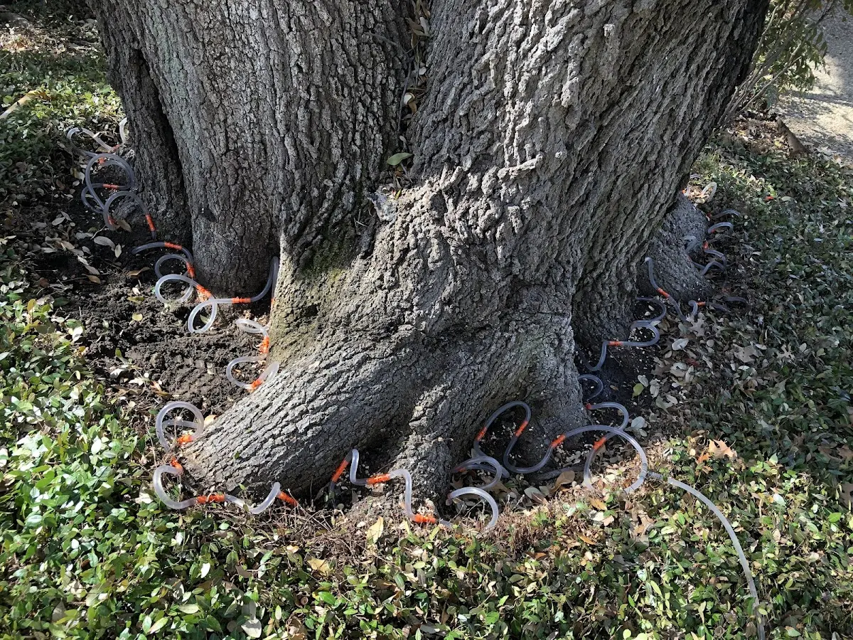 Detailed Tree Cabling and Bracing job site in Kattskill Bay