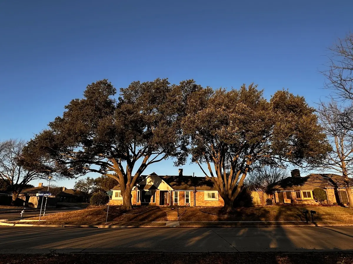 Established residential canopy tree shading a home in Kattskill Bay